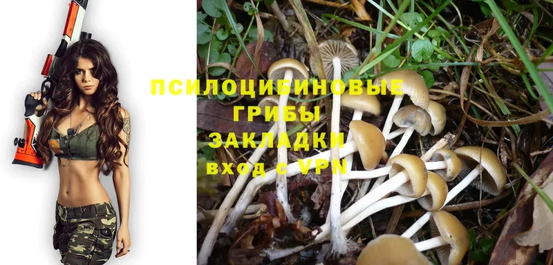 Галлюциногенные грибы Psilocybe  купить наркотики сайты  Жуковский 